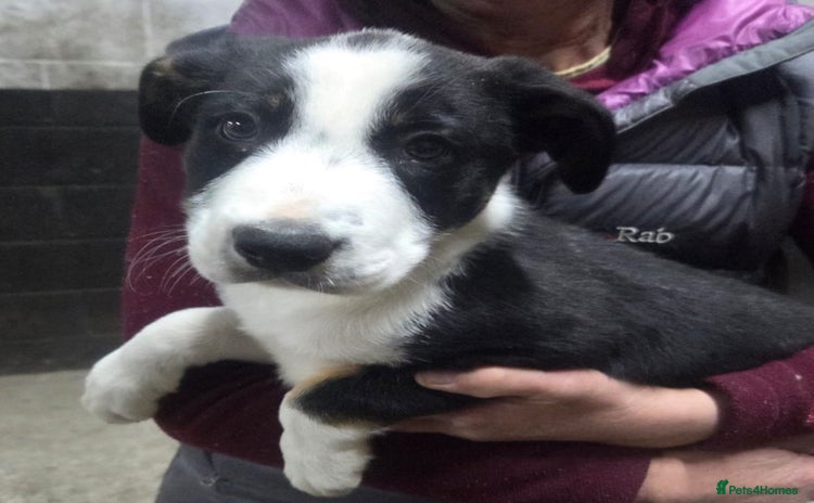 Border Collie dogs - Advert 8
