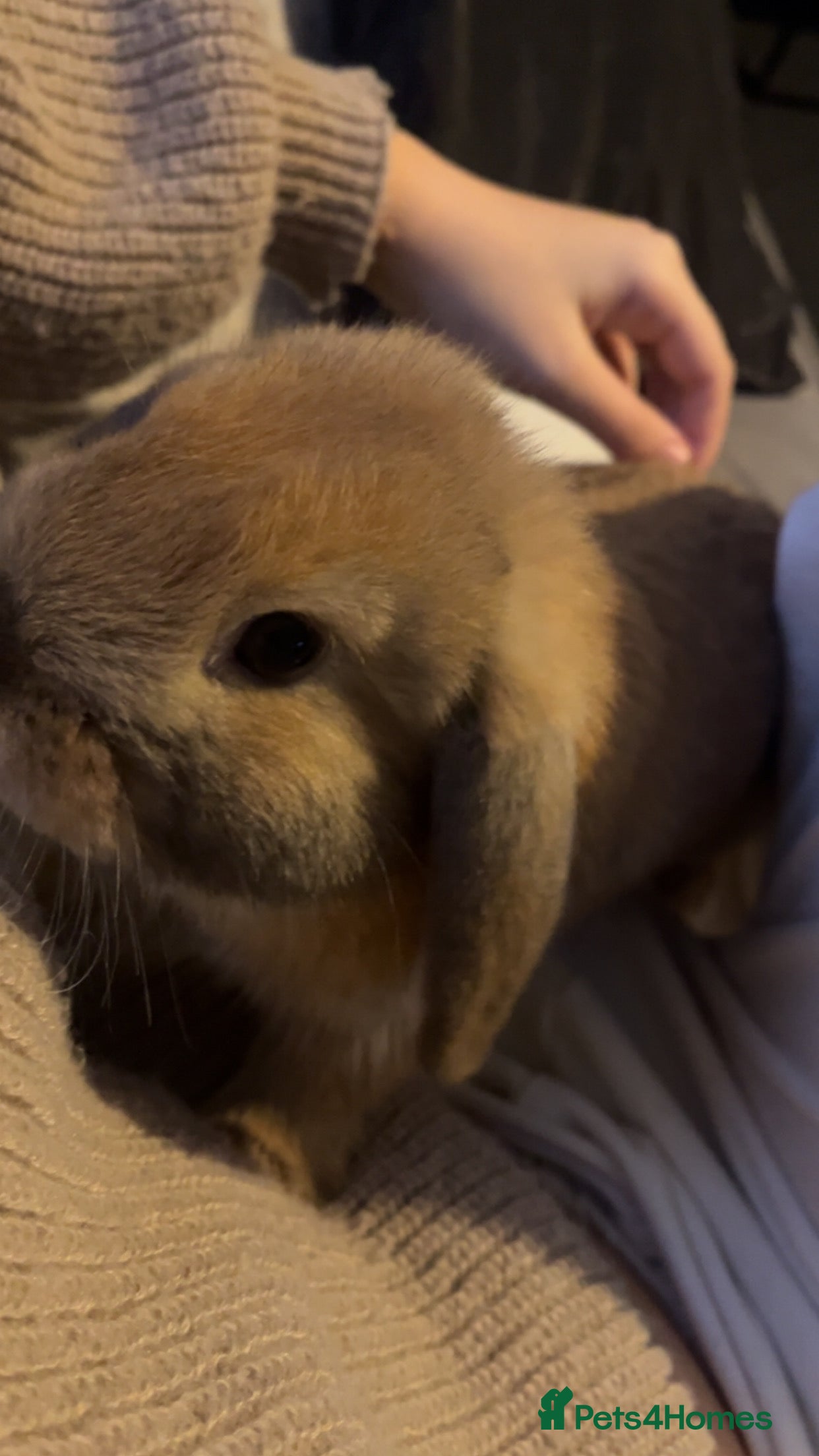 Mini Lop rabbits Male mini lop - Advert 1