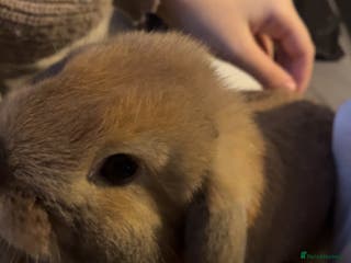 Mini Lop rabbits Male mini lop - Advert 4