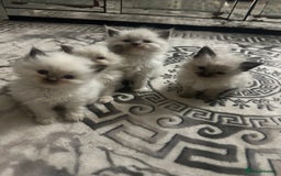 Ragdoll cats for sale: 5 blue eye fluffy ragdoll kittens  - Image 6