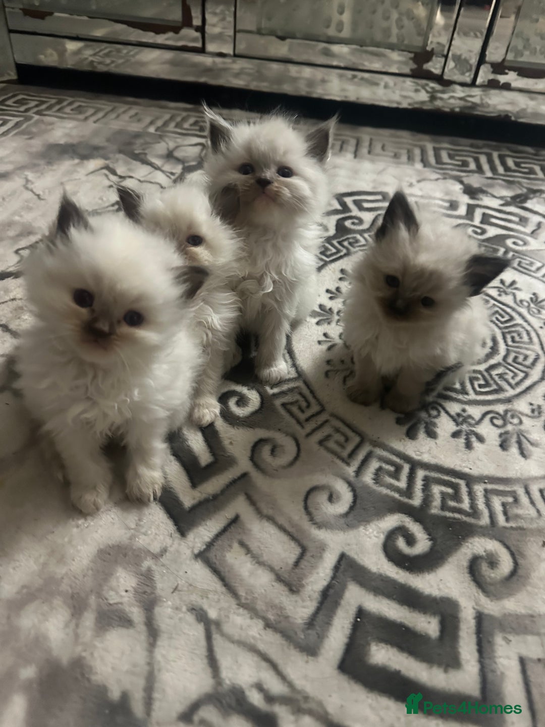 Ragdoll cats for sale: 5 blue eye fluffy ragdoll kittens  - Image 6