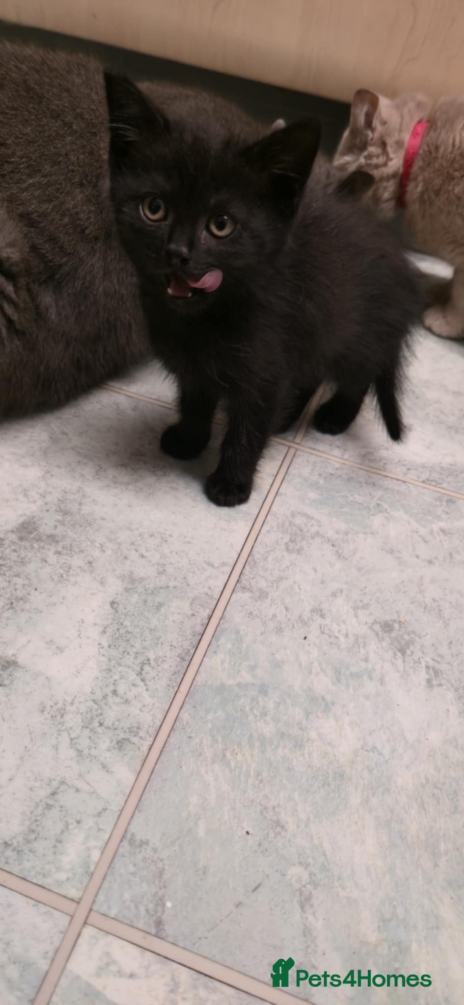 Mixed Breed cats for sale: 6 black kittens ready for their new home - Advert 4