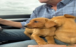 Labrador Retriever dogs for sale: Beautiful Fox Red Labrador Puppies For Sale - Image 4