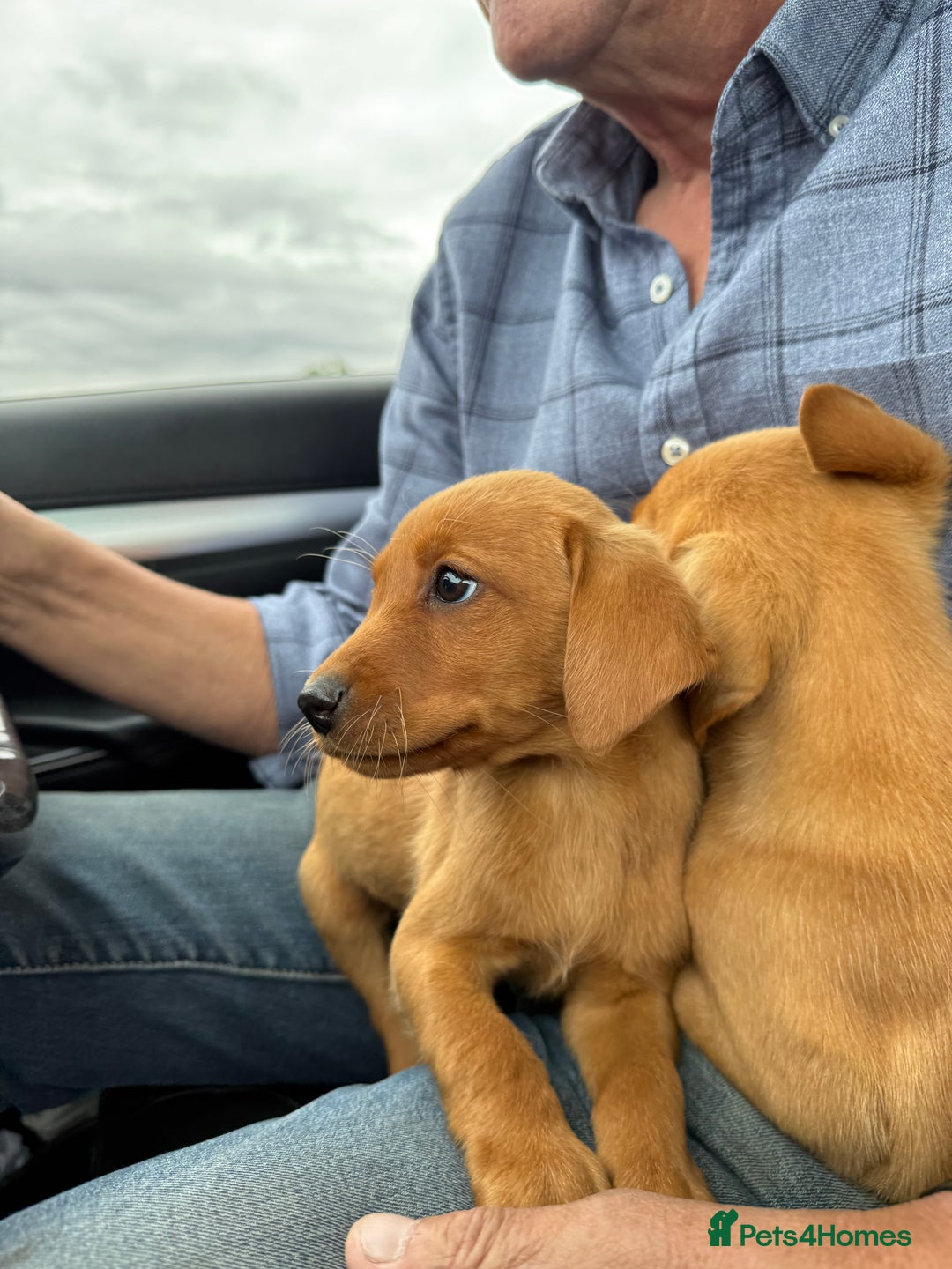 Labrador Retriever dogs for sale: Beautiful Fox Red Labrador Puppies For Sale - Image 4