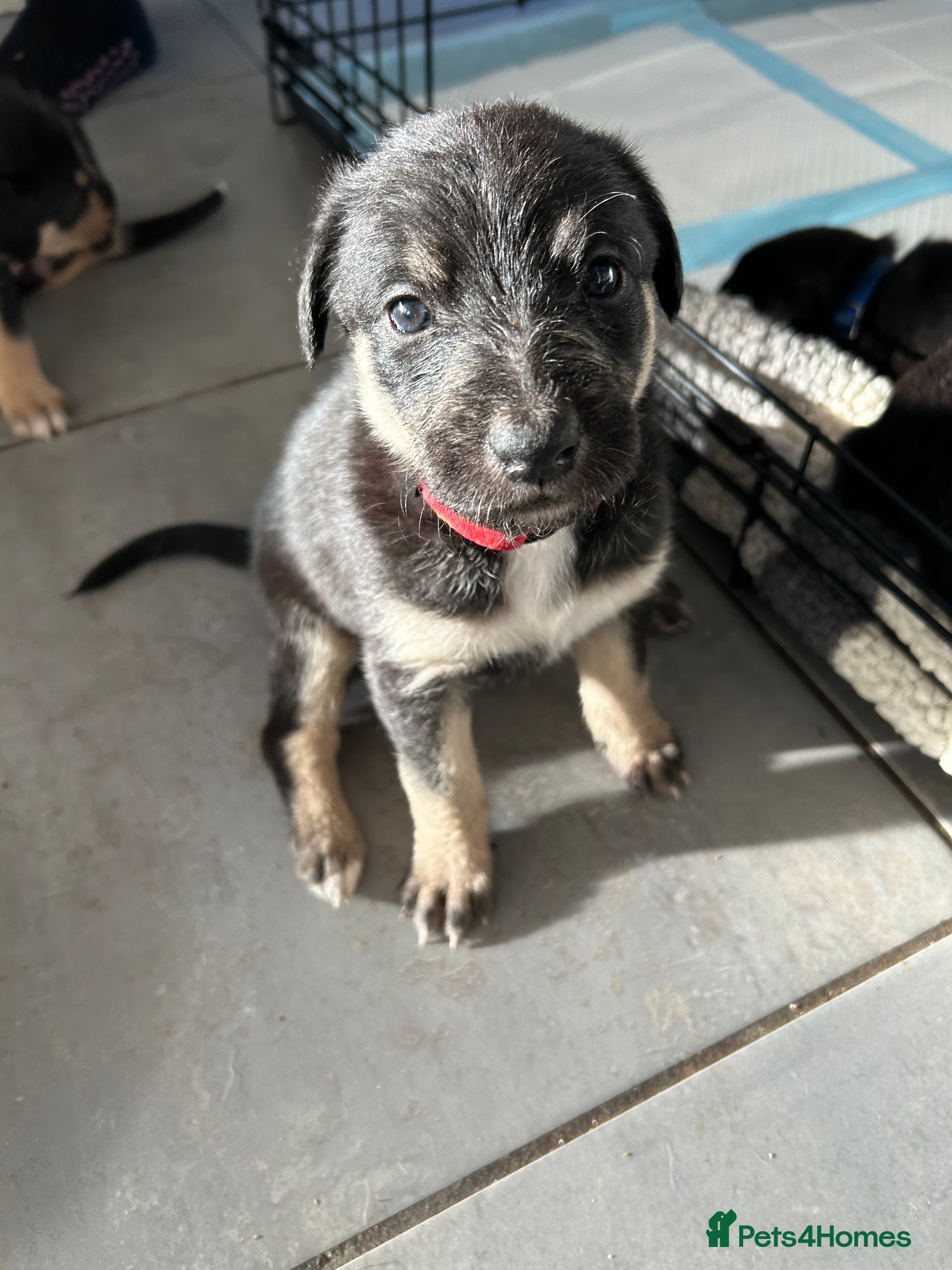 Mixed Breed dogs Lurcher puppies  - Advert 16