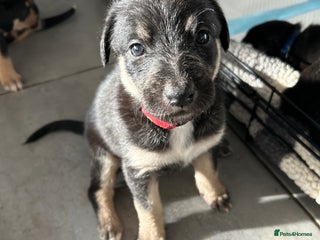 Mixed Breed dogs Lurcher puppies - Advert 2