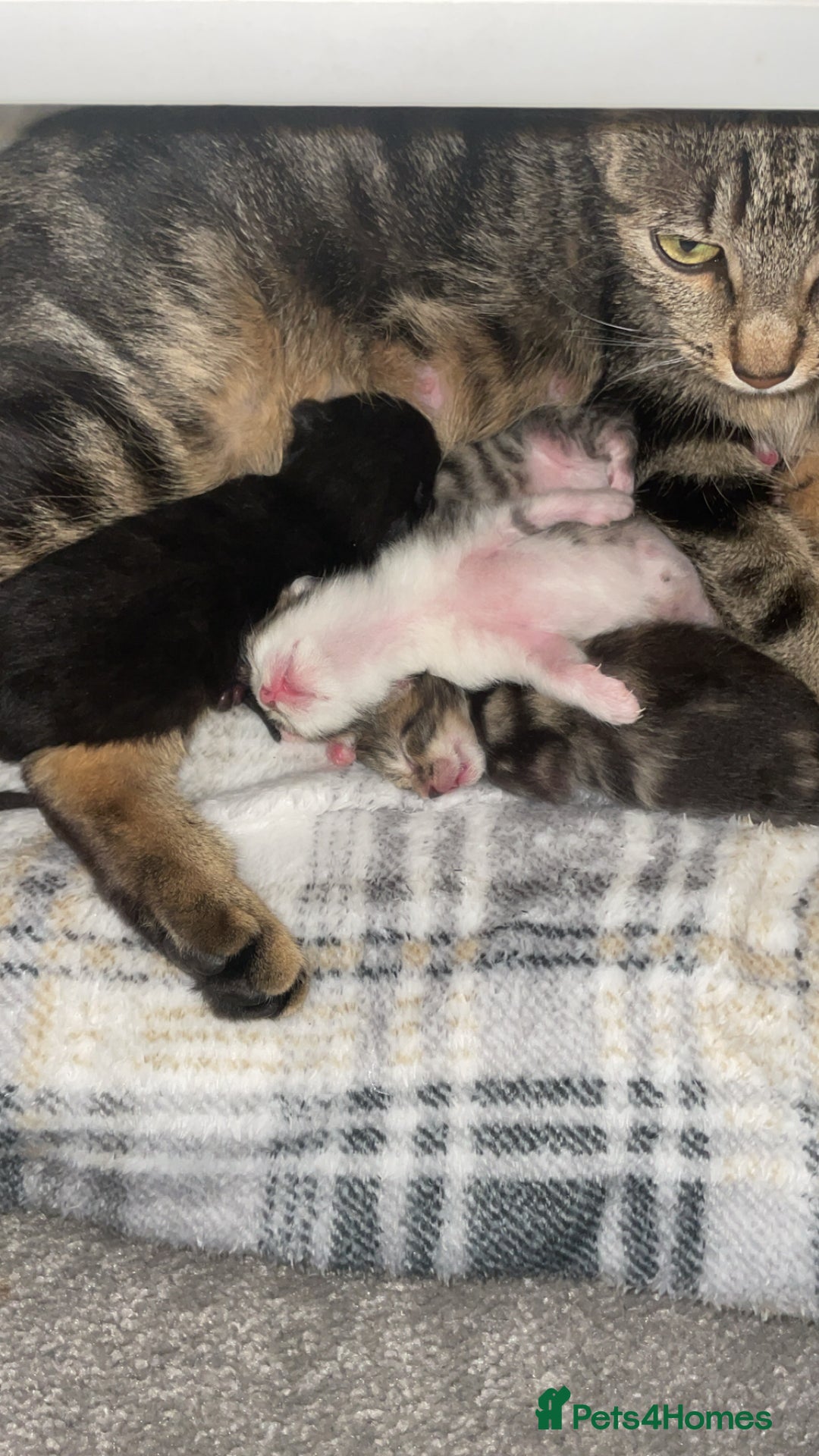 Domestic Shorthair cats for sale: 2 tabby kittens for rehoming in Leigh - Image 7