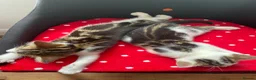 Mixed Breed cats for sale: Beautiful kittens looking for a loving homes  - Advert 6