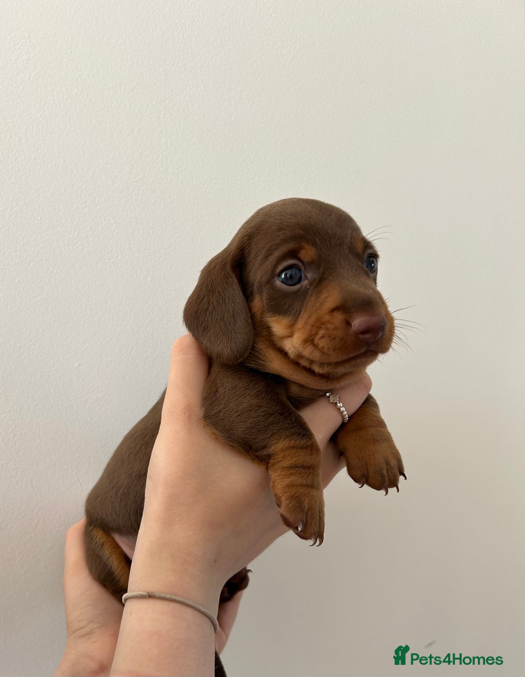 Dachshund dogs for sale: REDUCED*1 LEFT!! *BEAUTIFUL Miniature Dachshund's  - Image 13