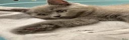 British Shorthair cats for sale: Beautiful GGCF British Shorthair X Ragdoll Kittens - Advert 5