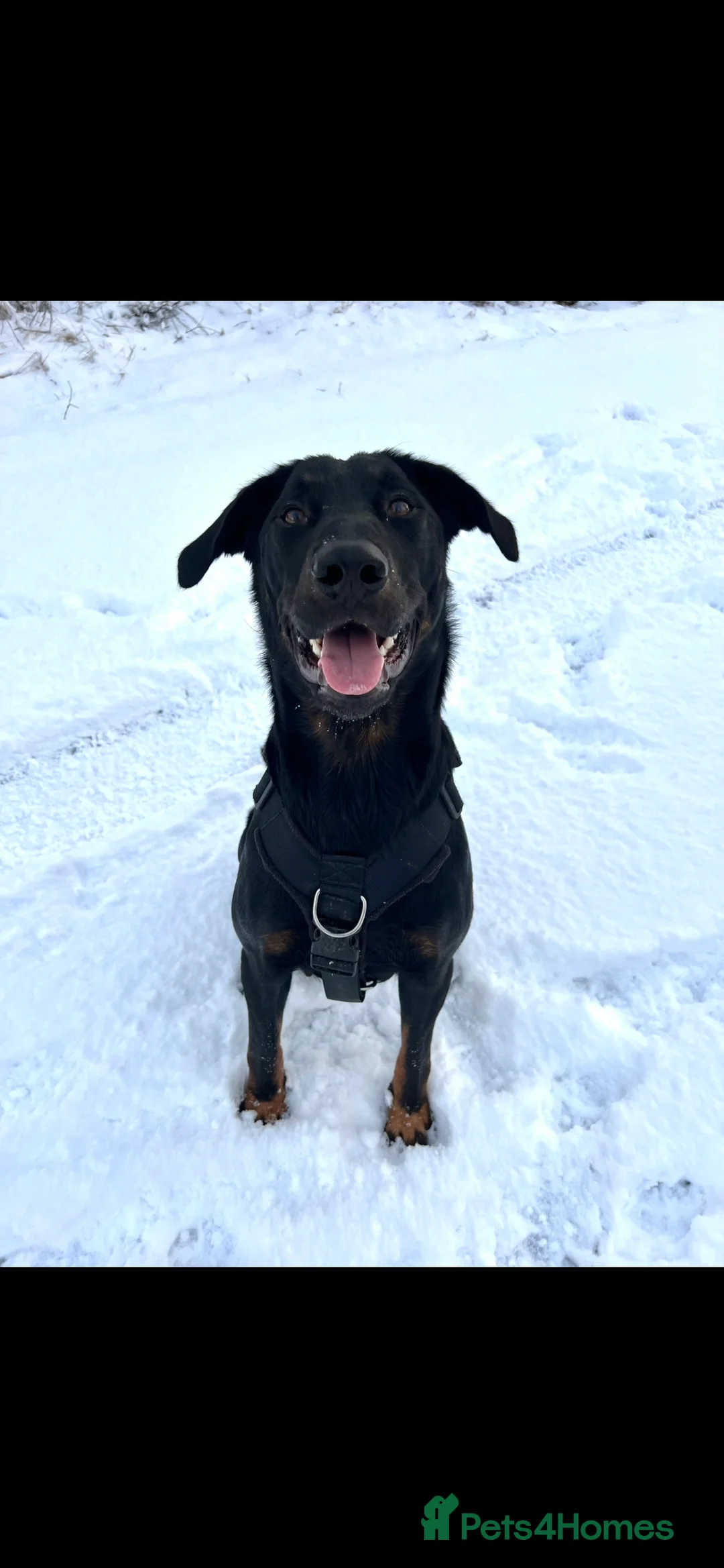 Mixed Breed dogs for sale: Adorable Doberman & Beauceron puppies for sale - Advert 4