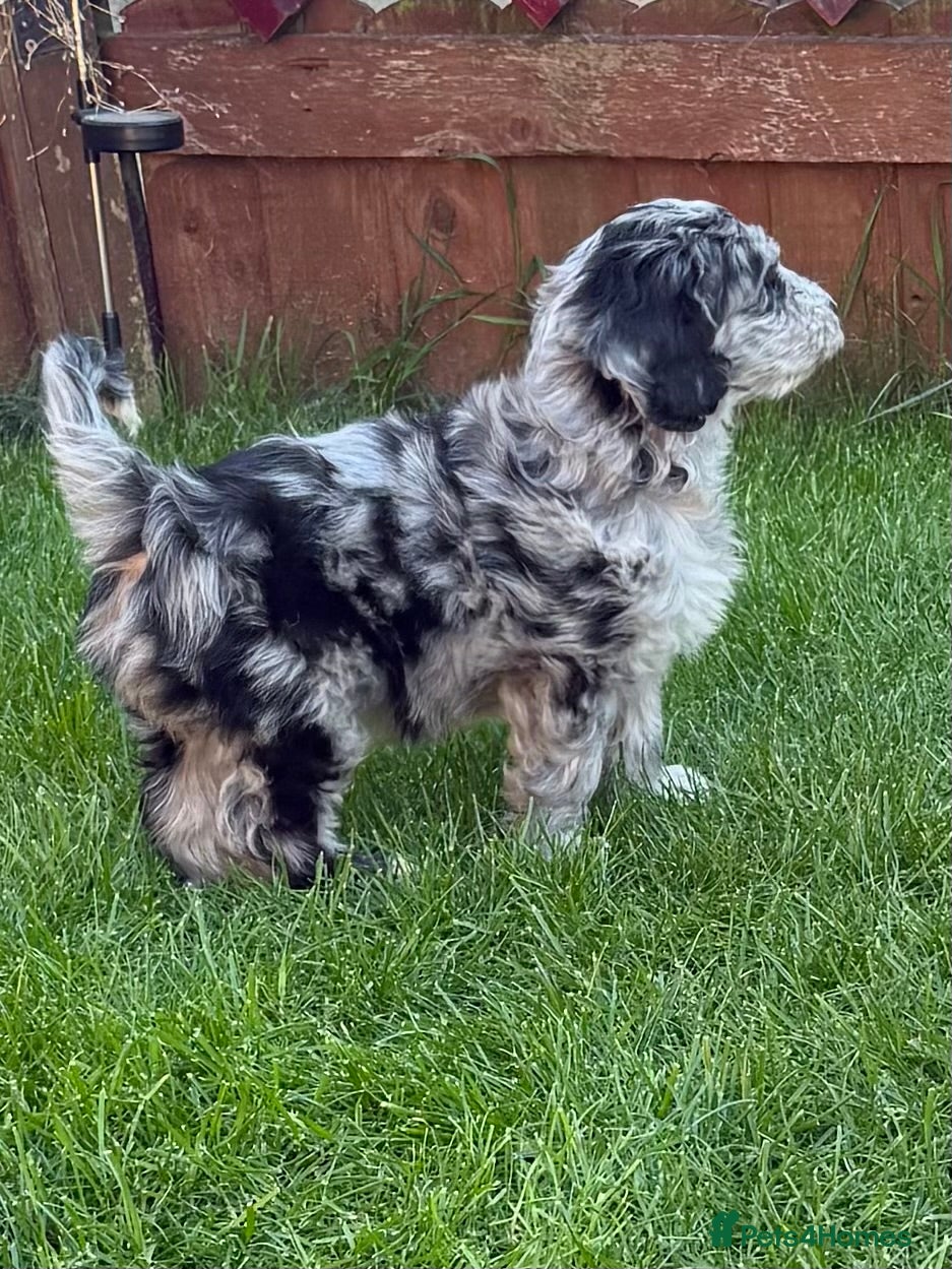 Australian Labradoodle dogs AUSTRALIAN LABRADOODLE  - Advert 3