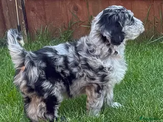 Australian Labradoodle dogs AUSTRALIAN LABRADOODLE - Advert 3