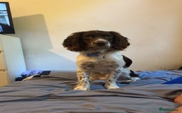 English Springer Spaniel dogs for stud: Springer spaniel for stud - Image 1
