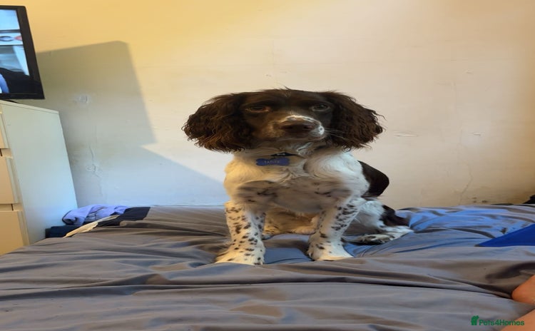 English Springer Spaniel dogs - Advert 1