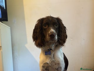 English Springer Spaniel dogs - Advert 18