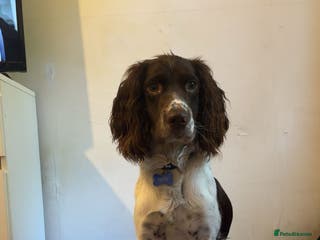 English Springer Spaniel dogs Springer spaniel for stud - Advert 1