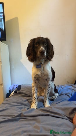 English Springer Spaniel dogs - Advert 1