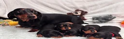 Miniature Dachshund dogs for sale: 4 male smooth hair miniature dachshund  - Advert 23