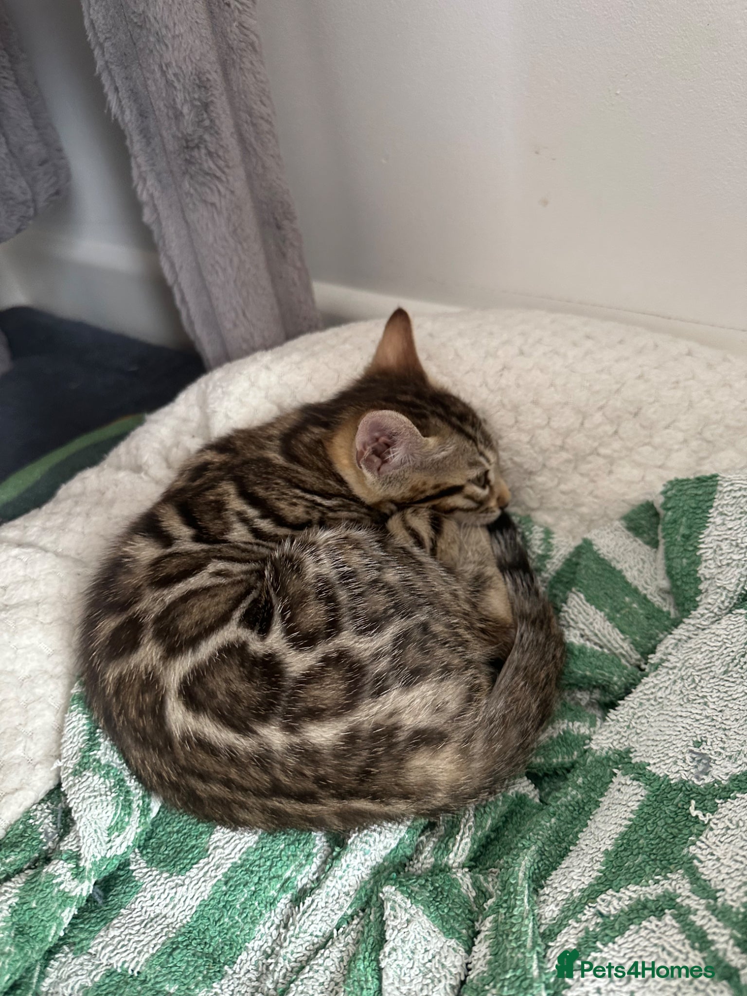 Bengal cats for sale: Bengal kittens for sale in Saffron Walden - Advert 3