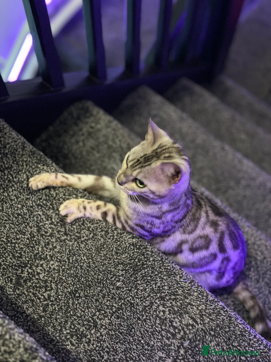 Bengal cats for sale: Stunning Silver Bengal Female! (TICA) - Advert 11