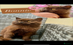 British Shorthair cats for sale: Dark Choco Tortie BSH - Image 1