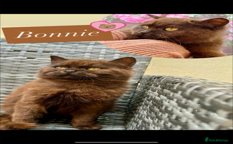 British Shorthair cats - Advert 7