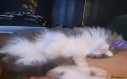 Ragdoll cats for sale: Ragdoll x - Image 8