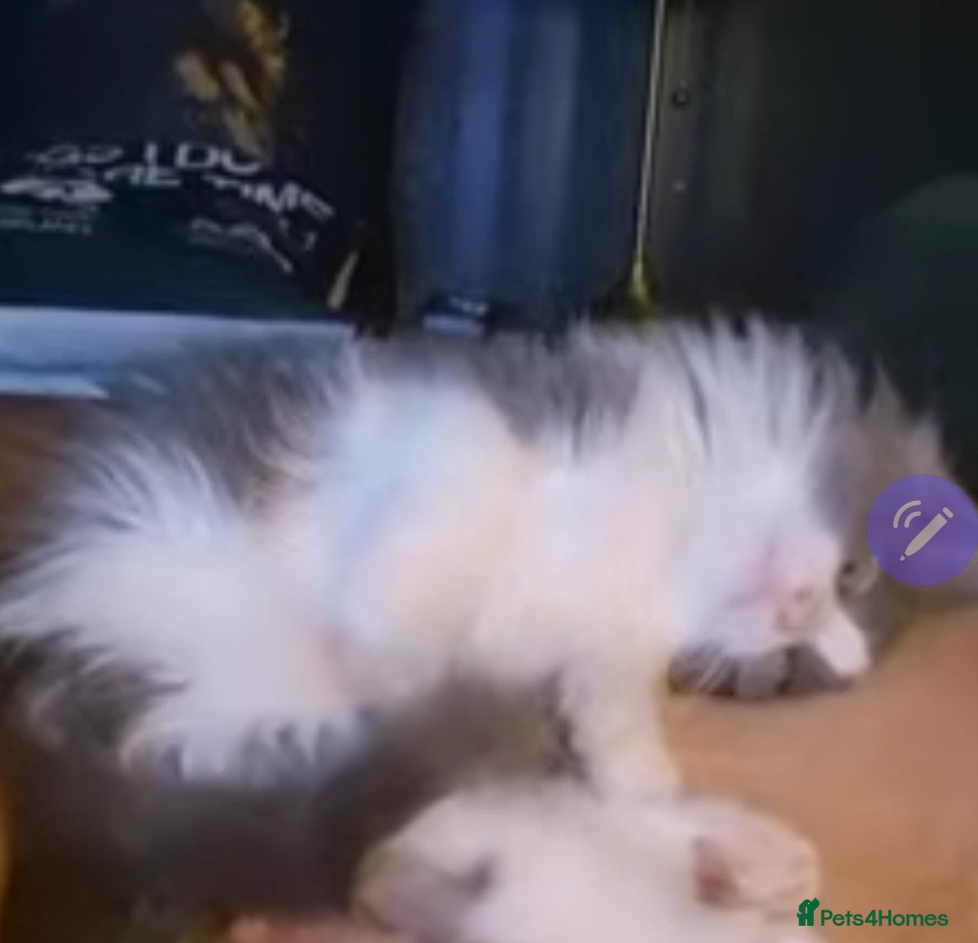 Ragdoll cats for sale: Ragdoll x - Image 8