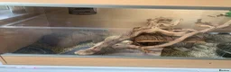 Snake reptiles for sale: Ball python  - Advert 4