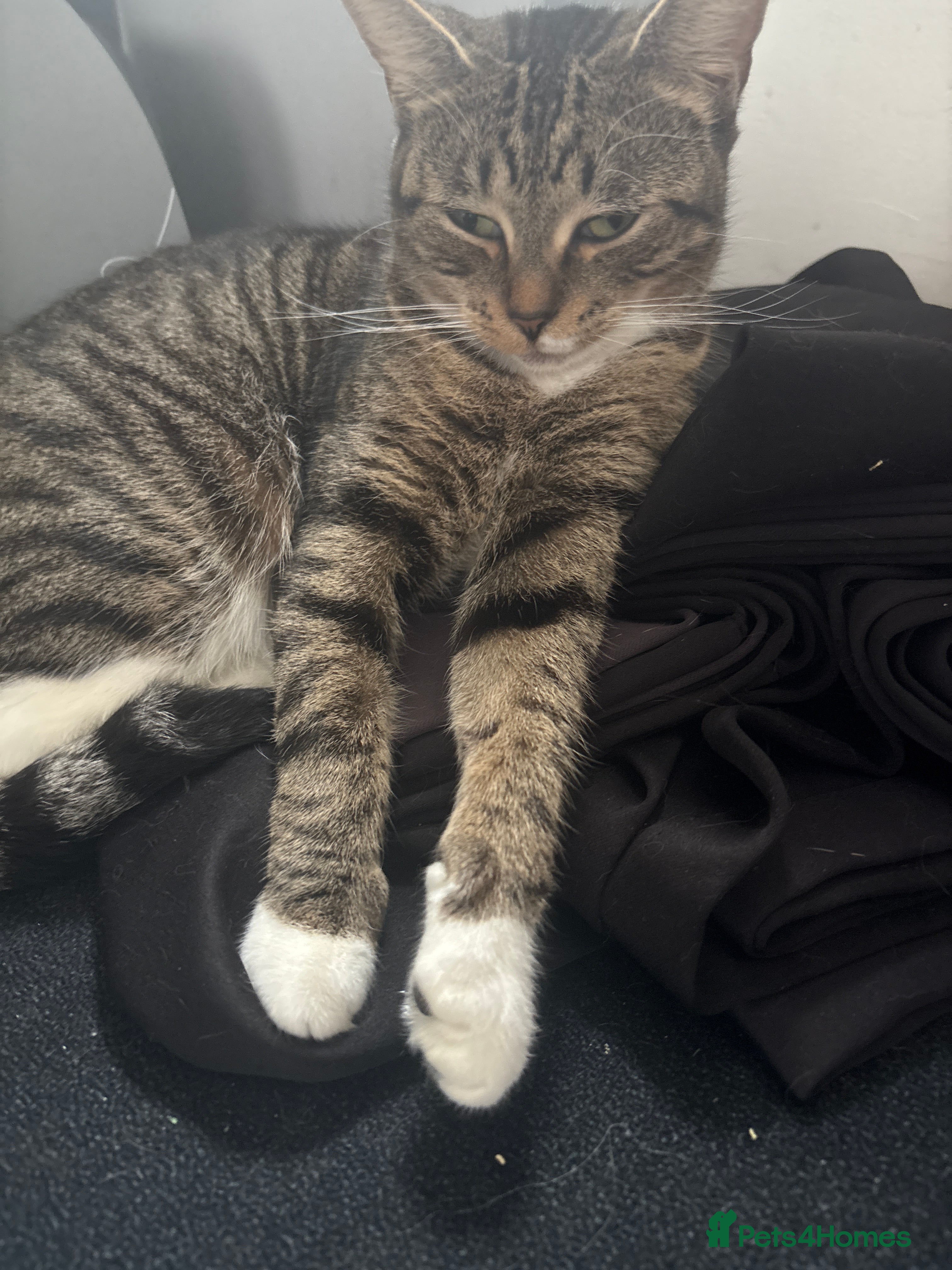 British Shorthair cats One gorgeous male tabby  - Advert 3