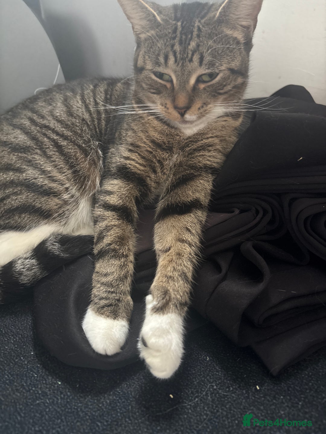 British Shorthair cats for sale: One gorgeous male tabby  - Advert 1