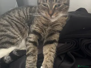 British Shorthair cats One gorgeous male tabby - Advert 10