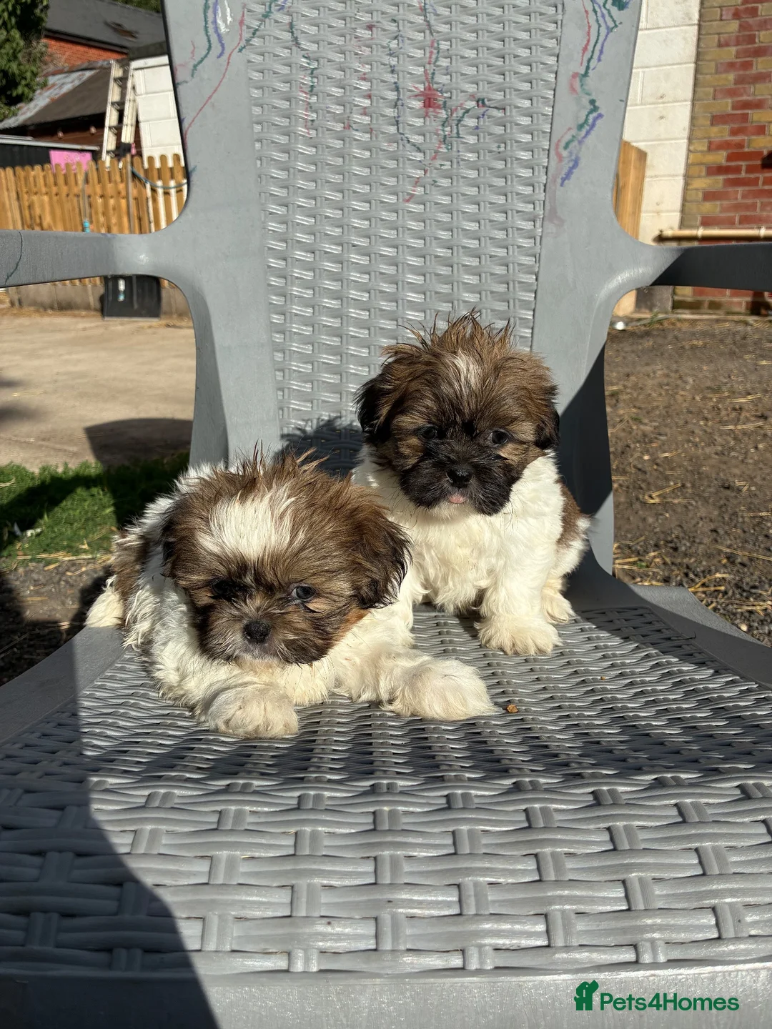 Shih Tzu dogs for sale: Stunning shihtzu puppies - Advert 6
