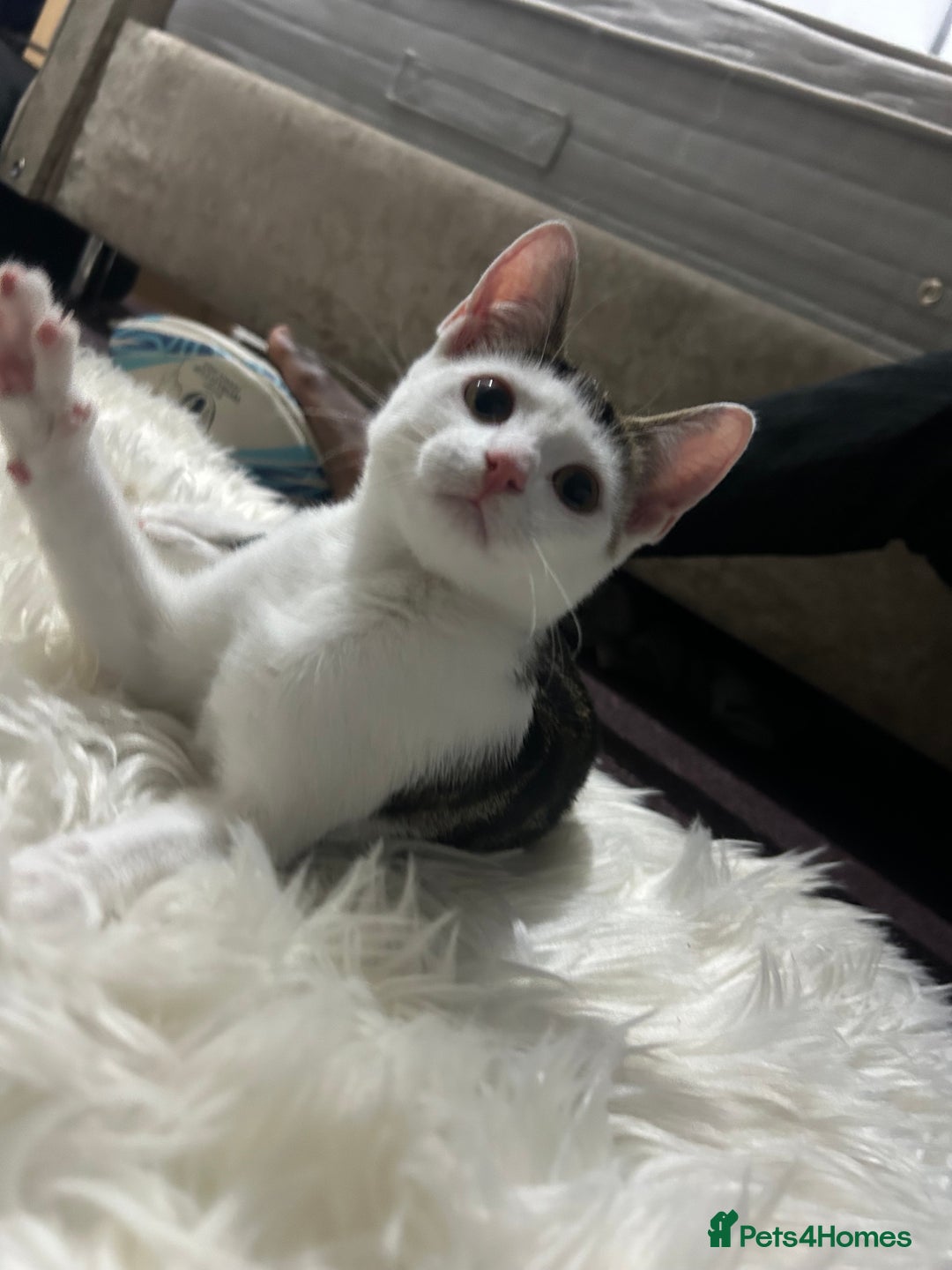 Toyger cats for sale: 3 beautiful toyger kittens ready to go!  - Advert 5