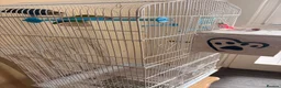 Lovebirds birds for sale: 2 lovebirds and a budgie looking for a loving home in Dewsbury - Advert 5