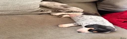 Dachshund dogs for sale: Isabella Daschound - Advert 6