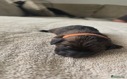 Miniature Dachshund dogs for sale: Miniature dachshund  - Image 4