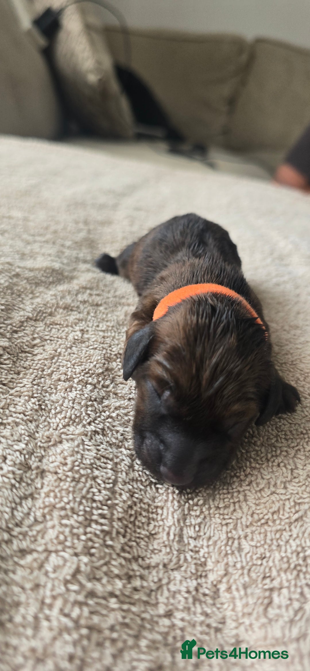 Miniature Dachshund dogs for sale: Miniature dachshund  - Image 4