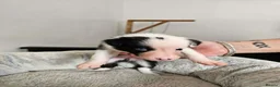 Border Collie dogs for sale: Border Collie Puppies - Advert 5