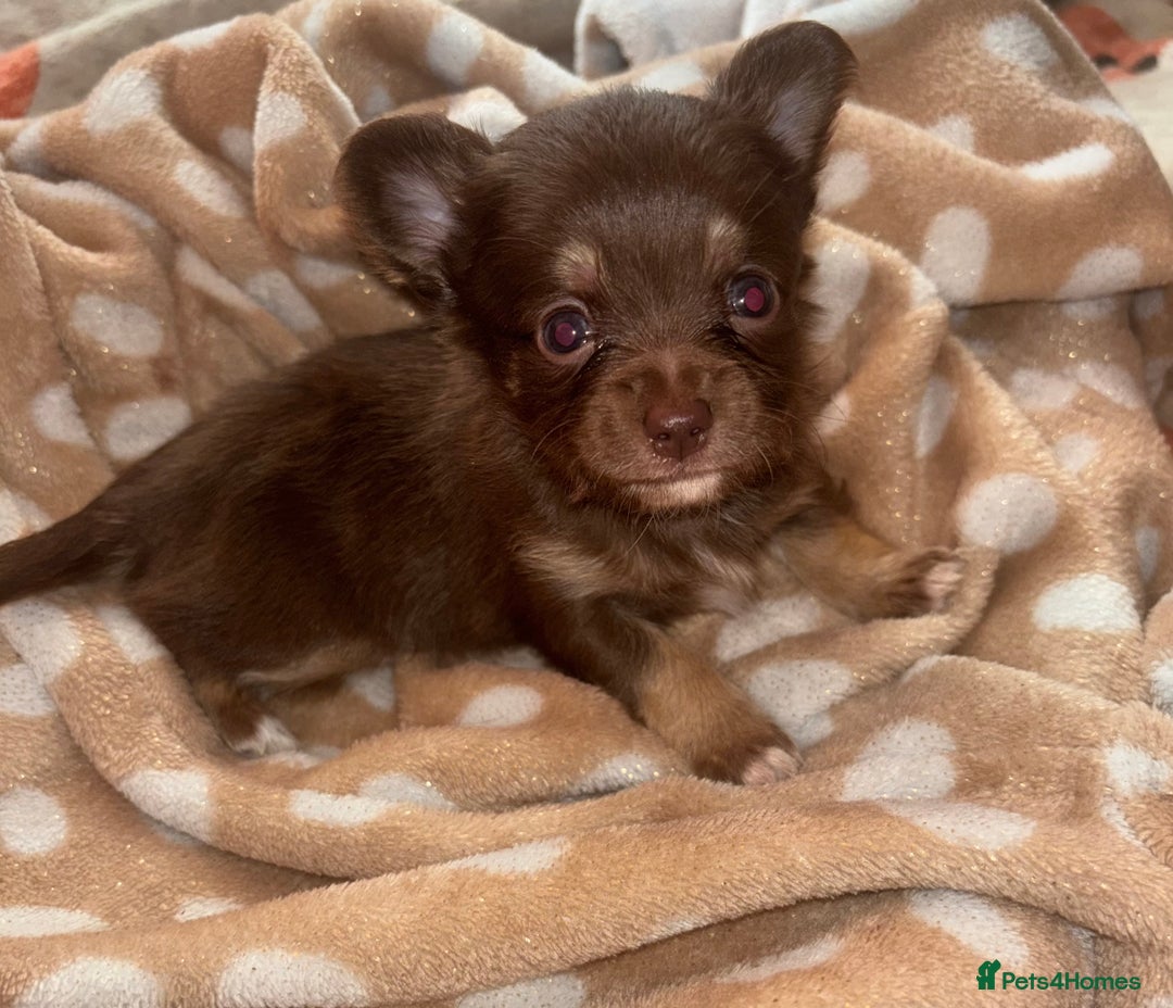 Chihuahua dogs for sale: Chocolate Chihuahua Males - Advert 7
