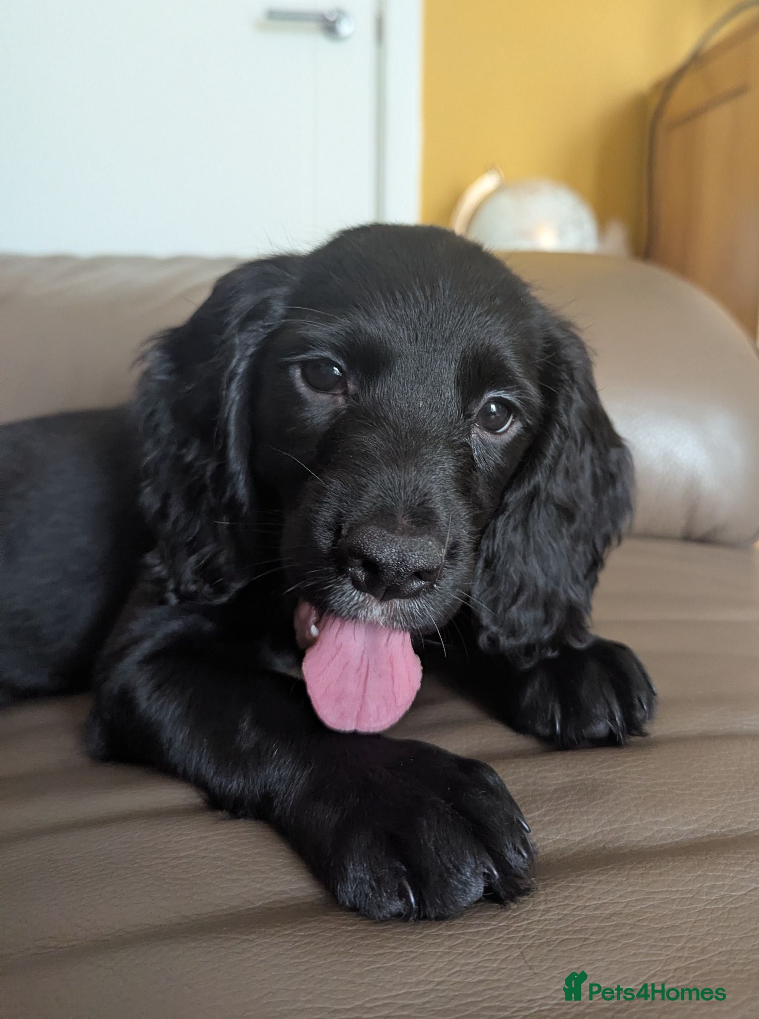 Sprocker dogs Beautiful Sprocker Puppies  - Advert 2