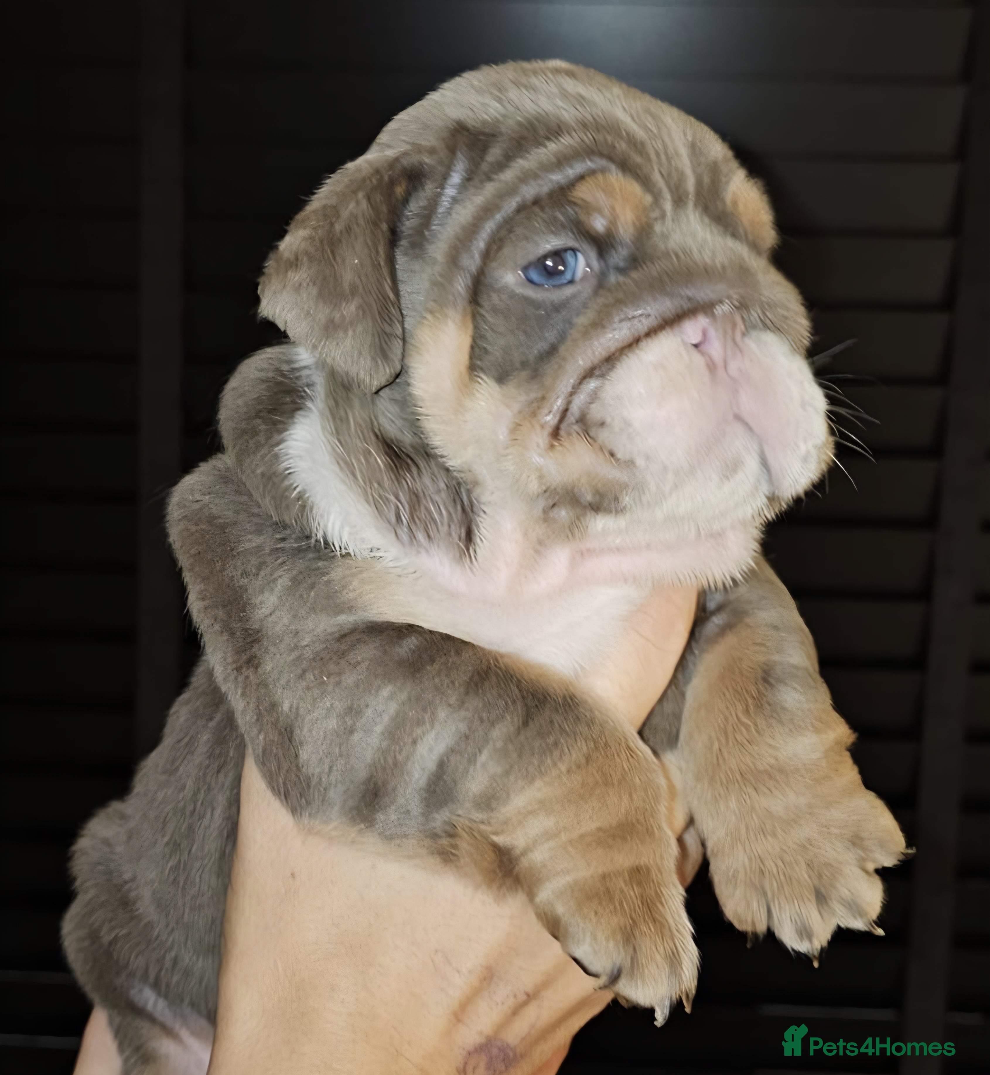 English Bulldog dogs Litter of 7 English Bulldogs - Advert 6