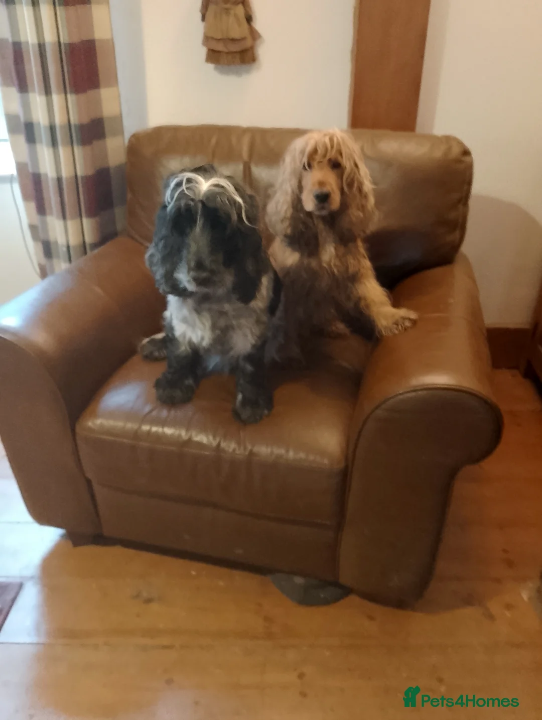 Cocker Spaniel dogs for sale: Show Cocker Puppies and Adults for sale - Advert 6