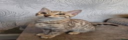 Bengal cats for sale:  Championship Bengal Kittens  - Advert 10