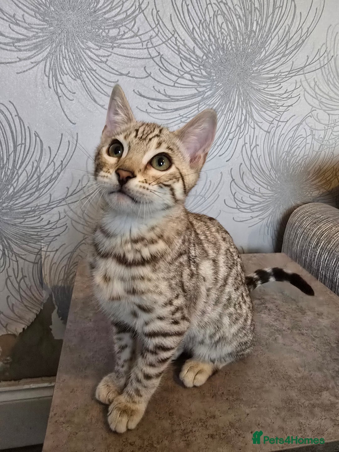 Bengal cats for sale:  Championship Bengal Kittens  - Advert 10