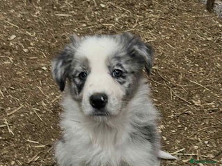 Border Collie dogs Border collie puppy’s blue merle - Advert 3