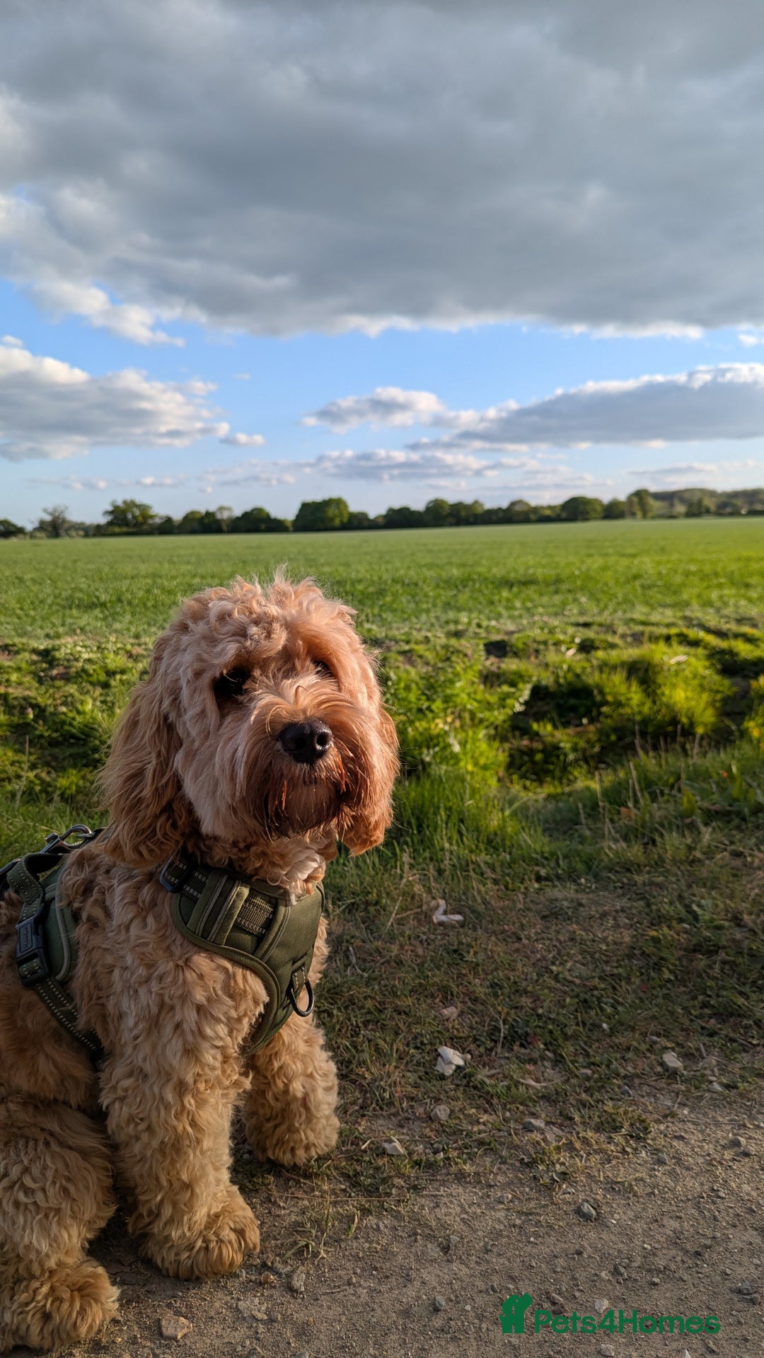 Cockapoo dogs for sale: Digby Doggy! Cockapoo For Sale! - Image 3