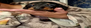 Miniature Dachshund 2
