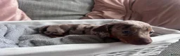 Miniature Dachshund dogs for sale: Miniature dachshunds  - Advert 11